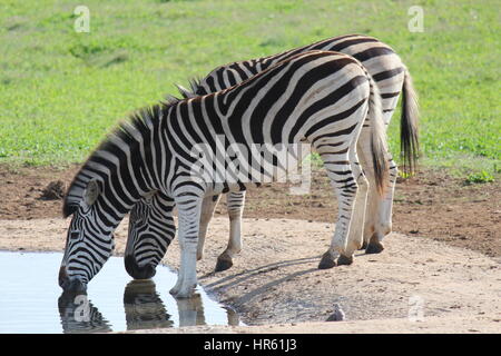 Zebras drinking water in Addo Elephant Park - South Africa Stock Photo