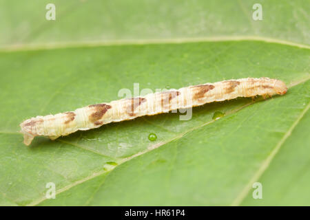 Common Eupithecia Moth (Eupithecia miserulata) caterpillar (larva) Stock Photo