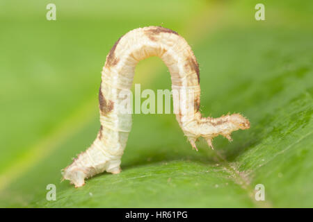 Inchworm geometer moth larvae Geometridae walking on diagonal stem of ...