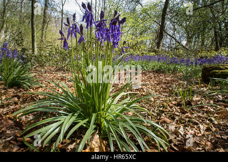 A clump of bluebells growing in the woods in Bedfordshire Stock Photo