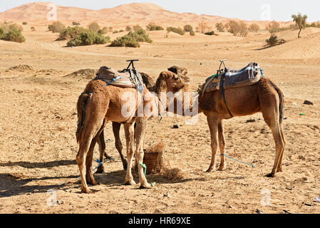 Camels eat hay. Erg Chebbi Sand dunes in Sahara Desert near Merzouga, Morocco Stock Photo