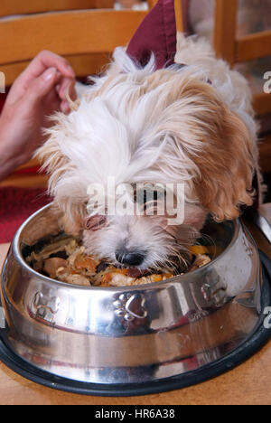 'Muffin' eating at The Tempest dog friendly restaurant in Christchurch, Hampshire with owner Nick Roe Stock Photo