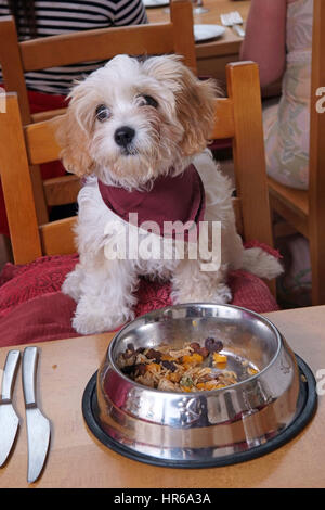 'Muffin' eating at The Tempest dog friendly restaurant in Christchurch, Hampshire with owner Nick Roe Stock Photo