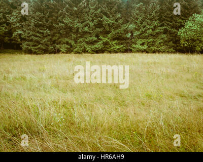 Forest trees and meadow, simple natural background backdrop, without sky, nearly just duo chrome or duotone, two-thirds, big copy space. low contrast  Stock Photo