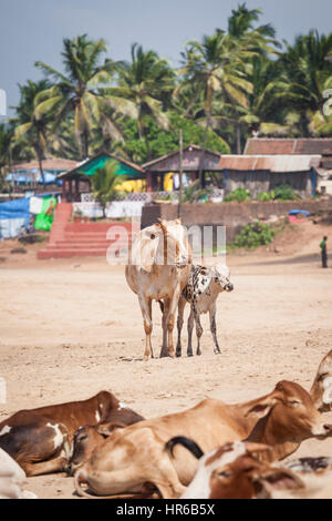 Anjuna Beach famous tourist destination, Goa, India Stock Photo