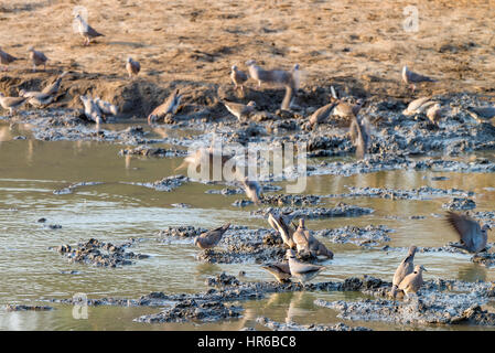 Cape turtle doves Streptopelia capicola seen drinking at a waterhole in Zimbabwe's Mana Pools National Park. Stock Photo