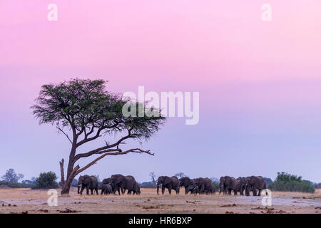 A herd of elephants walk to a waterhole in Zimbabwe's Hwange National Park. Stock Photo