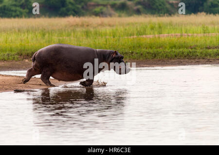 A Hippopotamus Hippopotamus amphibious seen in the water in Zimbabwe's Mana Pools National Park. Stock Photo