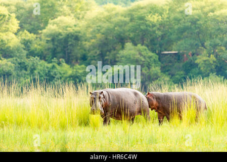 A Hippopotamus Hippopotamus amphibious seen in the water in Zimbabwe's Mana Pools National Park. Stock Photo