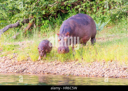 A Hippopotamus Hippopotamus amphibious seen in the water in Zimbabwe's Mana Pools National Park. Stock Photo