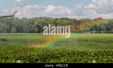 Rainbow created by mist from a pivot sprinkler, Hanover, Virginia, 2013. Image courtesy Lance Cheung/USDA. Stock Photo