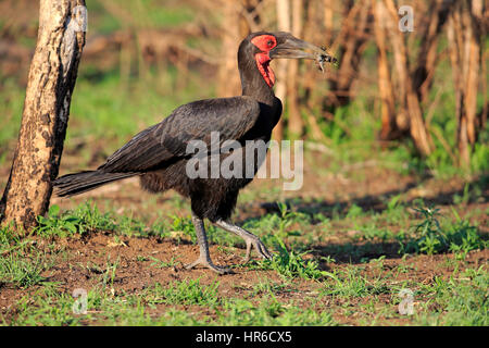 Southern Ground Hornbill, (Bucorvus leadbeateri), adult walking with prey, Kruger Nationalpark, South Africa, Africa