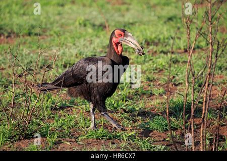 Southern Ground Hornbill, (Bucorvus leadbeateri), adult walking with prey, Kruger Nationalpark, South Africa, Africa