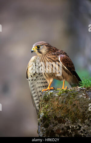 European Kestrel, Common Krestel, (Falco tinnunculus), adult on rock, Pelm, Kasselburg, Eifel, Germany, Europe Stock Photo