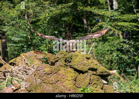 Eagle Owl, (Bubo bubo), adult flying, Pelm, Kasselburg, Eifel, Germany, Europe Stock Photo