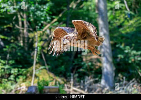 Eagle Owl, (Bubo bubo), adult flying, Pelm, Kasselburg, Eifel, Germany, Europe Stock Photo