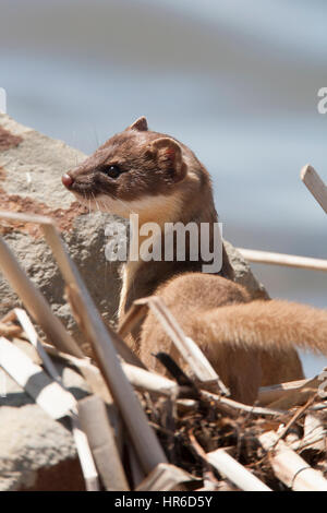 Long-tailed Weasel (Mustela frenata) hunts at Benton Lake NWR, MT. Stock Photo