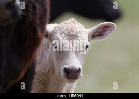 A young Charolais calf stands close to its Angus mother. Charolais are popular for terminal cross breeding with Angus and Hereford cattle. Stock Photo