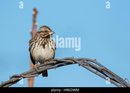 Song Sparrow Stock Photo