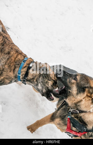 two dogs play, showing fierce teeth, at a dog park in winter Stock Photo