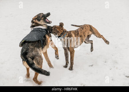 two dogs play, showing fierce teeth, at a dog park in winter Stock Photo