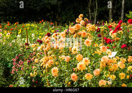 A Nursery field of growing flowering dahlias in Hampshire UK Stock Photo