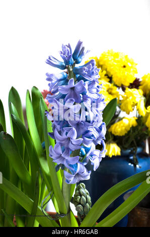 A new variety of hyacinth called Skyline grown in the UK in 2017 Stock Photo