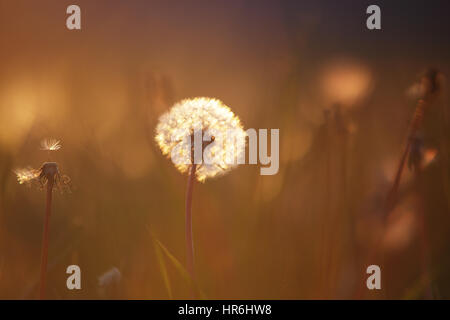 White Fluff of Dandelion Seeds. Reproduction of Plants Stock Photo - Image  of soft, blossom: 151784056