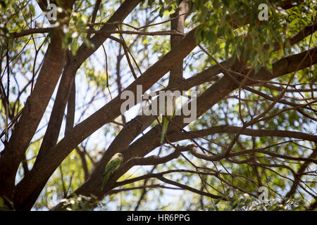 Asuncion, Paraguay. 26th Feb, 2017. A pair of monk parakeet (Myiopsitta monachus), also known as the Quaker parrot, perched on tree, is seen during sunny afternoon in Asuncion, Paraguay. Credit: Andre M. Chang/Alamy Live News Stock Photo