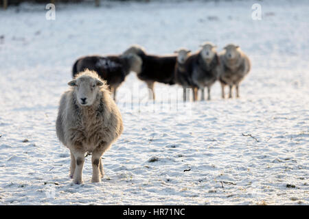 Herdwick sheep in a snow covered field in rural Flintshire in North Wales after recent snow fall Stock Photo