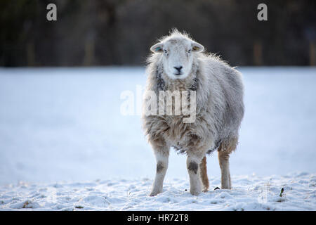 Woolly Herdwick sheep standing in snow in rural Flintshire during a brief spell of snowy weather in Wales, UK Stock Photo