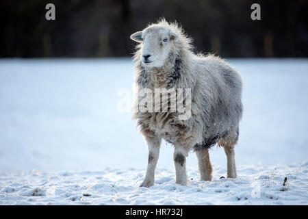 Hardy Herdwick Sheep braving the freezing snow conditions in the rural village of Nannerch located in Flintshire, Wales Stock Photo