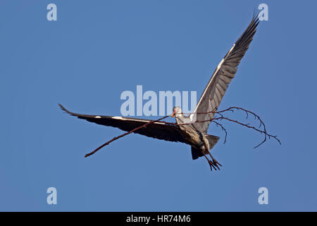 Grey Heron (Ardea cinerea), in flight, Schleswig Holstein, Germany Stock Photo