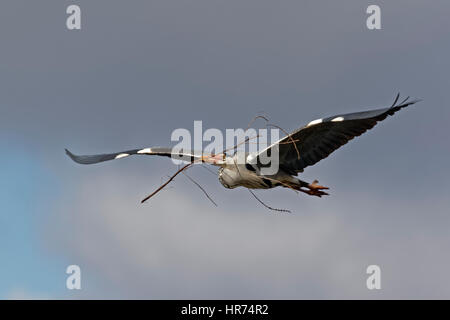 Grey Heron (Ardea cinerea), in flight, Schleswig Holstein, Germany Stock Photo