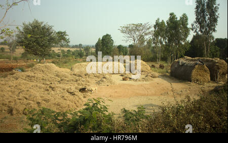 Poor Indian household (farm) 2. house and drying of hay. Andhra Pradesh, Anantapur Stock Photo