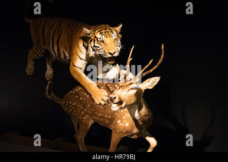 Stuffed Bengal tiger hunting a Chital or Spotted Deer (Axis axis) at the 'Wow, Wonders of Wildlife' permanent exhibition at Parque de Las Ciencias, Gr Stock Photo