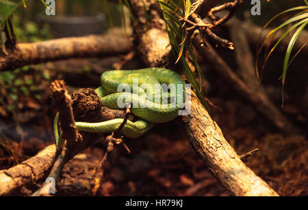 Side striped palm pit viper known as Bothriechis lateralis is found in forests of Costa Rica. Stock Photo