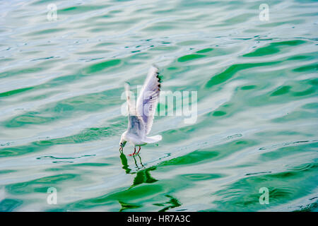 seagull flying,feeding,diving Stock Photo