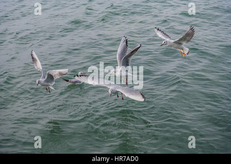 seagulls flying over the sea Stock Photo
