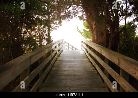 A wooden boardwalk leads through pine trees and vines to the beach at Kiawah Island, South Carolina. Stock Photo