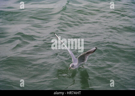 seagulls flying over the sea Stock Photo