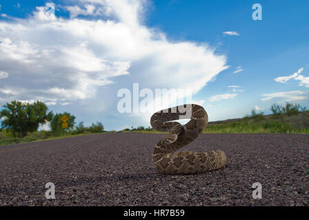 Western Diamond-backed Rattlesnake in defensive coil on a highway. Stock Photo