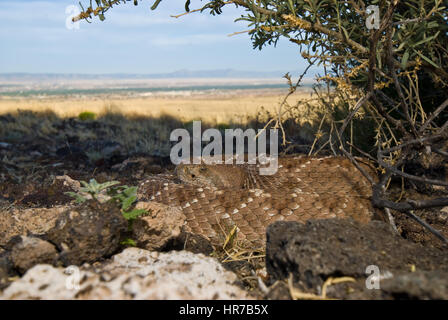 Western Diamond-backed Rattlesnake in ambush position. Stock Photo