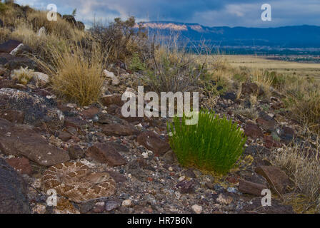 Western Diamond-backed Rattlesnake in ambush position, Volcanoes Day Use Area, Petroglyph National Monument, New Mexico, USA. Stock Photo