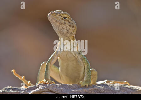 Eastern Collared Lizard basking on a rock. Stock Photo