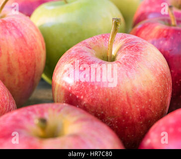 Close up view of a Red Gala apple surrounded by red and green apples. Stock Photo