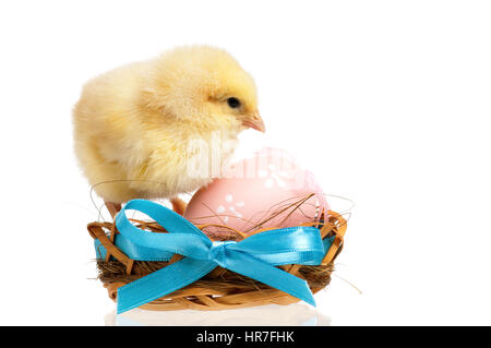 Beautiful little chicken in nest with Easter eggs, isolated on white background Stock Photo