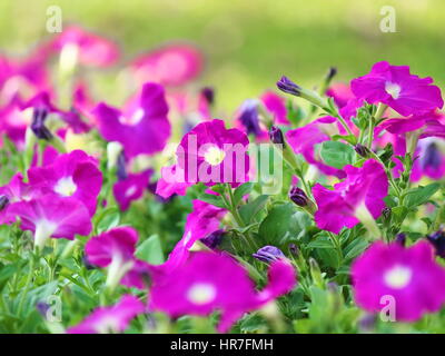 Flowerbed of beautiful purple flowers purple Petunia Blue fantasy Stock ...