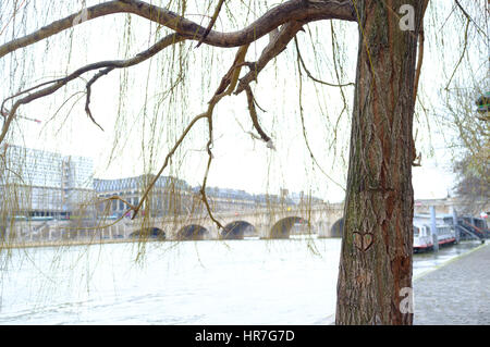 A yellow green weeping willow tree in the middle of the River Seine, Paris Stock Photo