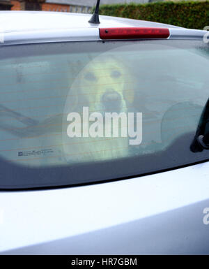 Lonely dog looking out sadly from a rear windshield of a car, waiting for its master Stock Photo